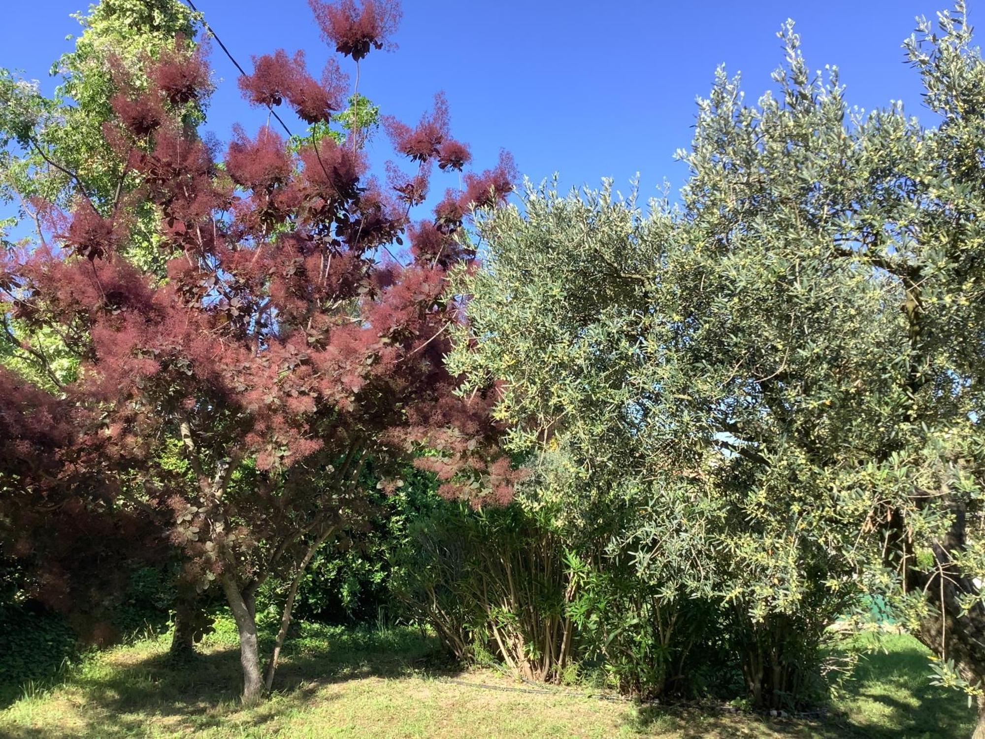 Le Mas Des Oliviers Martigues Exterior photo